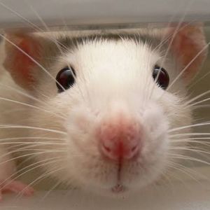 Meet your Posher, Skye